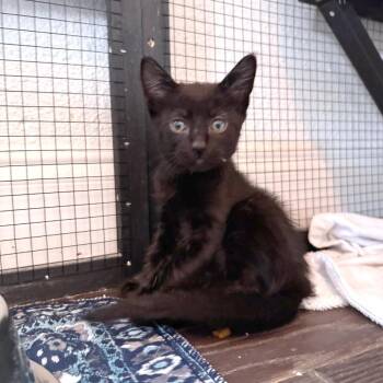 Catan -  American Shorthair Cat for Adoption in Houston, Texas - Catan | PetCurious