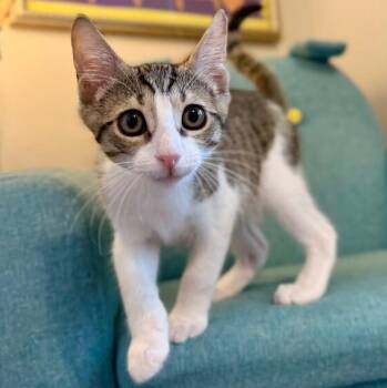 Pele Little Legend -  Tabby and Domestic Short Hair Cat for Adoption in Friendswood, Texas - Pele Little Legend | PetCurious