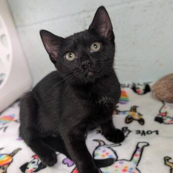 Karen -  Domestic Medium Hair Cat for Adoption in Kailua-kona, Hawaii - Karen | PetCurious