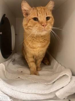 Domestic Short Hair Cats Available for Adoption in Fairfax, Virginia - Sugar Bear | PetCurious