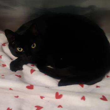 Domestic Short Hair Cats Available for Adoption in Spokane, Washington - Kylo | PetCurious