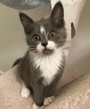 Smokey -  Domestic Medium Hair Cat Available for Adoption in Candler, North Carolina - Smokey | PetCurious