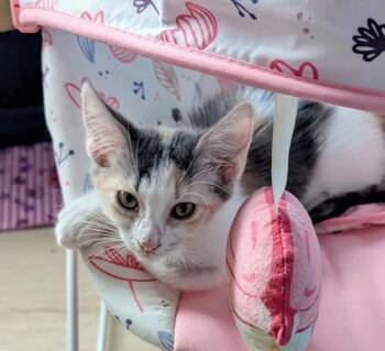 Chianti -  Calico Cat for Adoption in San Antonio, Texas - Chianti | PetCurious