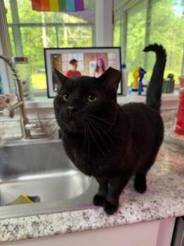 Rescue Domestic Short Hair Cats for Adoption in New Milford, Connecticut - Sandwich | PetCurious