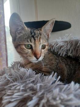 Shea -  Domestic Short Hair and Tabby Cat for Adoption in Pinole, California - Shea | PetCurious