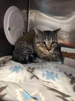 Domestic Short Hair Cats Available for Adoption - BOGEY | PetCurious