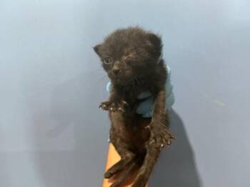 ROSE -  Domestic Short Hair Cat for Adoption in San Bernardino, California - ROSE | PetCurious