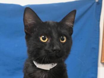 Patone -  Domestic Short Hair Cat for Adoption in Portland, Oregon - Patone | PetCurious