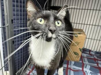 ANNIE -  Domestic Short Hair Cat for Adoption in Brentwood, Missouri - ANNIE | PetCurious