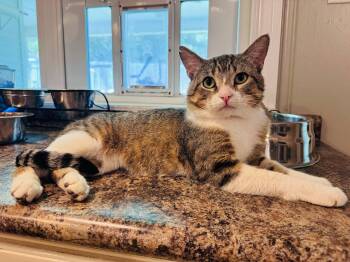 Rescue Domestic Short Hair Cats for Adoption in Nacogdoches, Texas - DONNIE | PetCurious