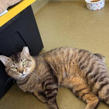 Craftsman -  Domestic Short Hair Cat for Adoption in Harrisonburg, Virginia - Craftsman | PetCurious