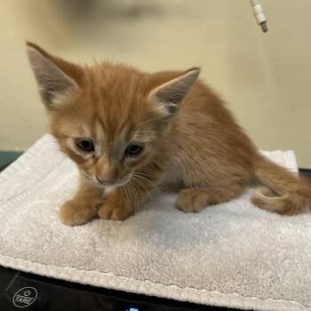 Halos -  Domestic Short Hair Cat for Adoption in Pasadena, California - Halos | PetCurious