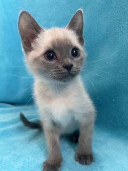 Ponyboy -  Siamese Cat for Adoption in Greensboro, North Carolina - Ponyboy | PetCurious