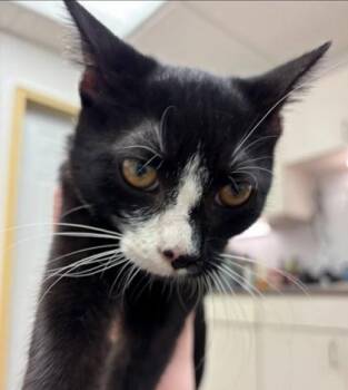Samuel -  Domestic Short Hair Cat for Adoption in South Bend, Indiana - Samuel | PetCurious