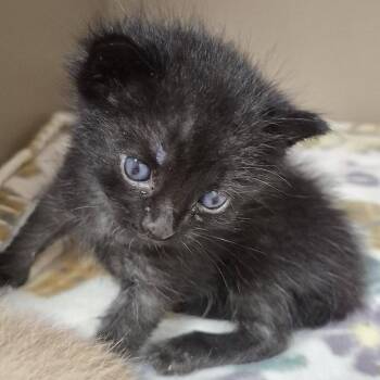 Cavatappi -  Domestic Short Hair Cat for Adoption in Hattiesburg, Mississippi - Cavatappi | PetCurious