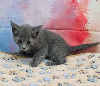 Domestic Short Hair Cats Available for Adoption in Washington Court House, Ohio - Scottie | PetCurious
