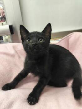 Rescue Domestic Short Hair Cats for Adoption in Parlier, California - FlapJack | PetCurious