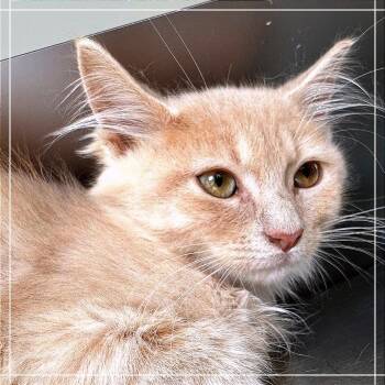 Rotifer -  Domestic Medium Hair Cat for Adoption in Chapel Hill, North Carolina - Rotifer | PetCurious
