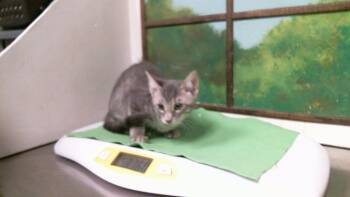 JASON -  Domestic Short Hair Cat for Adoption in Houston, Texas - JASON | PetCurious