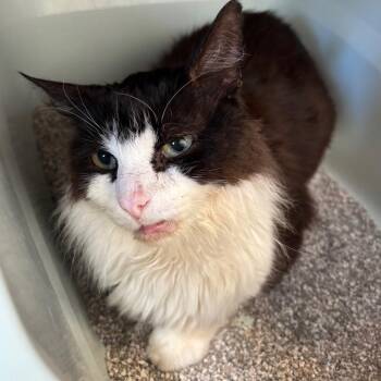 Milo -  Domestic Medium Hair Cat for Adoption in Sarasota, Florida - Milo | PetCurious