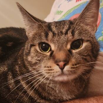 Rescue Domestic Short Hair Cats for Adoption in Evansville, Indiana - Piper | PetCurious