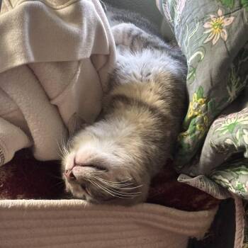 Flute -  Domestic Short Hair Cat for Adoption in Houston, Texas - Flute | PetCurious