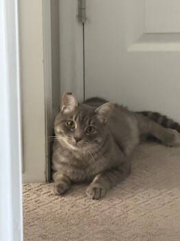 Rescue Domestic Short Hair Cats for Adoption in Fruit Heights, Utah - Milo | PetCurious