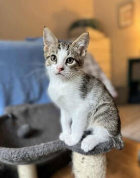Rescue American Bobtail Cats for Adoption in Ball Ground, Georgia - Jesse James | PetCurious