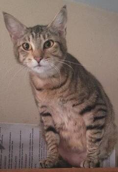 Izzy -  Domestic Short Hair Cat for Adoption in Battle Ground, Washington - Izzy | PetCurious