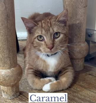 Domestic Short Hair Cats Available for Adoption in Berkeley Springs, West Virginia - Caramel | PetCurious