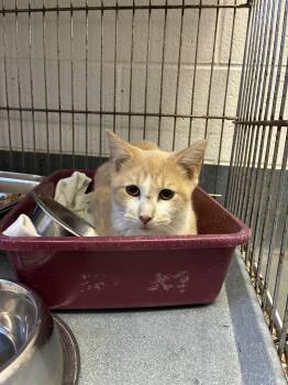 Rescue Domestic Short Hair Cats for Adoption in King George, Virginia - Aster | PetCurious