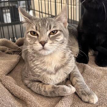 Princess Donut -  Domestic Short Hair Cat for Adoption in Rocky Mount, Virginia - Princess Donut | PetCurious