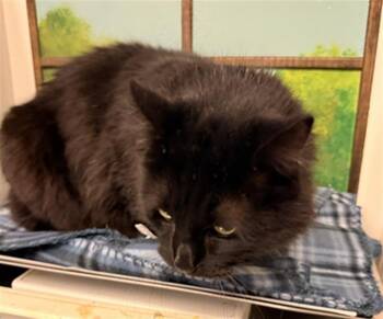 Domestic Long Hair and Domestic Short Hair Cats Available for Adoption - CHICO | PetCurious