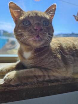 Maverick -  Domestic Short Hair Cat for Adoption in Kennewick, Washington - Maverick | PetCurious