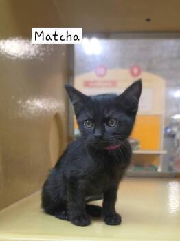 Matcha         PIA -  Domestic Short Hair Cat for Adoption in Metamora, Illinois - Matcha         PIA | PetCurious