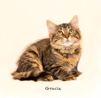 Domestic Medium Hair Cats Available for Adoption in Hot Springs Village, Arkansas - Gracie | PetCurious