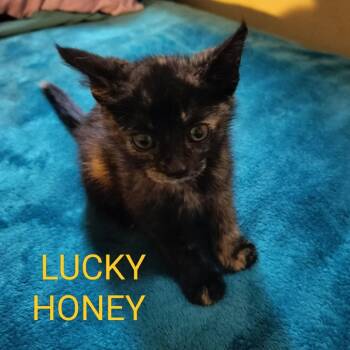 Lucky Honey -  Domestic Short Hair Cat for Adoption in Westminster, California - Lucky Honey | PetCurious