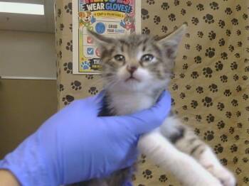 LUXOR -  Domestic Short Hair Cat for Adoption in Sacramento, California - LUXOR | PetCurious