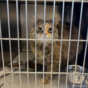 Coco -  Domestic Long Hair Cat for Adoption in Gloucester, Virginia - Coco | PetCurious