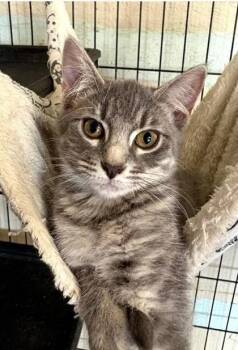 Violet -  Domestic Medium Hair and Domestic Short Hair Cat for Adoption in Clinton, Missouri - Violet | PetCurious