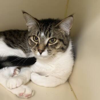 Domestic Short Hair Cats Available for Adoption in Elyria, Ohio - Peanut | PetCurious