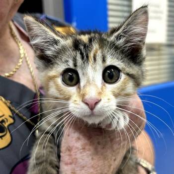 Sierra -  Domestic Short Hair Cat Available for Adoption in Huntsville, Alabama - Sierra | PetCurious