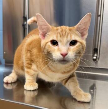 Domestic Short Hair Cats Available for Adoption in Minneapolis, Minnesota - FLOUNDER | PetCurious
