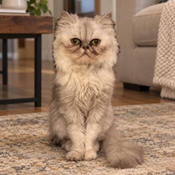 Gertrude -  Persian Cat for Adoption in Houston, Texas - Gertrude | PetCurious