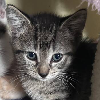 Piglet - Winnie the Pooh Foursome -  Domestic Short Hair Cat for Adoption in Yardley, Pennsylvania - Piglet - Winnie The Pooh Foursome | PetCurious