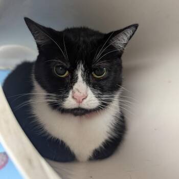 Jazzy -  Domestic Short Hair Cat for Adoption in Evansville, Indiana - Jazzy | PetCurious