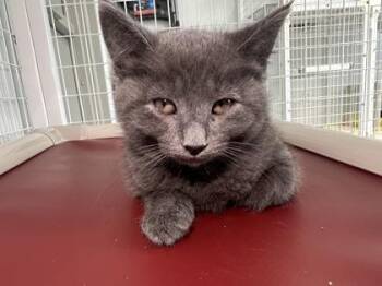 Waffle cone -  Domestic Short Hair Cat for Adoption in Elmira, New York - Waffle Cone | PetCurious