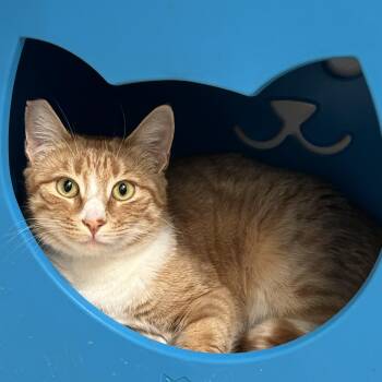 Sophie -  Domestic Short Hair Cat for Adoption in Sacramento, California - Sophie | PetCurious