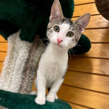 Rescue Domestic Short Hair Cats for Adoption in Stoughton, Wisconsin - Prince | PetCurious