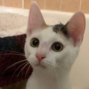 Rescue Calico and Domestic Short Hair Cats for Adoption in Sacramento, California - Callie O